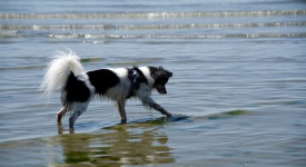 Traveling with dogs in Seattle