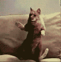 dancing cat gif[1]