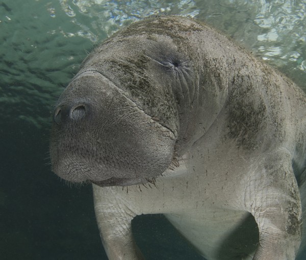 manatee