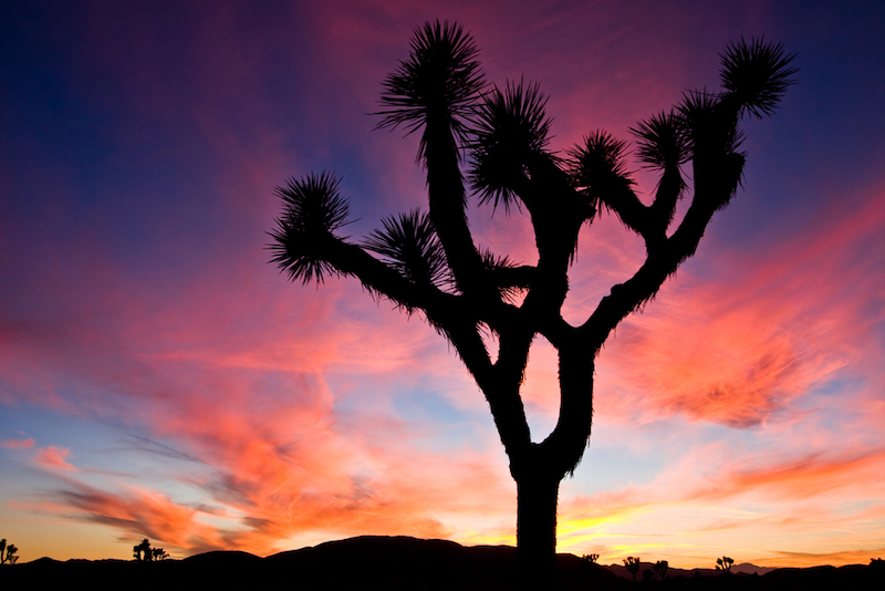 joshua tree national park-