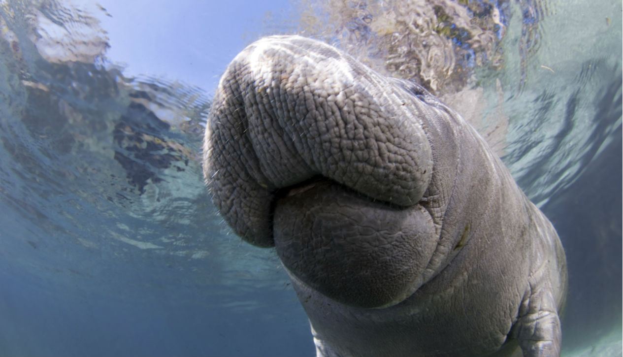 Manatee in Crystal River, Florida