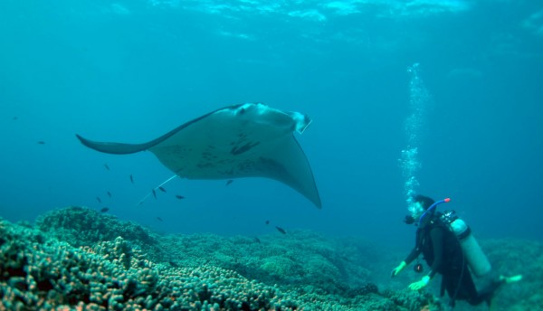 Manta Ray diving, Hawaii