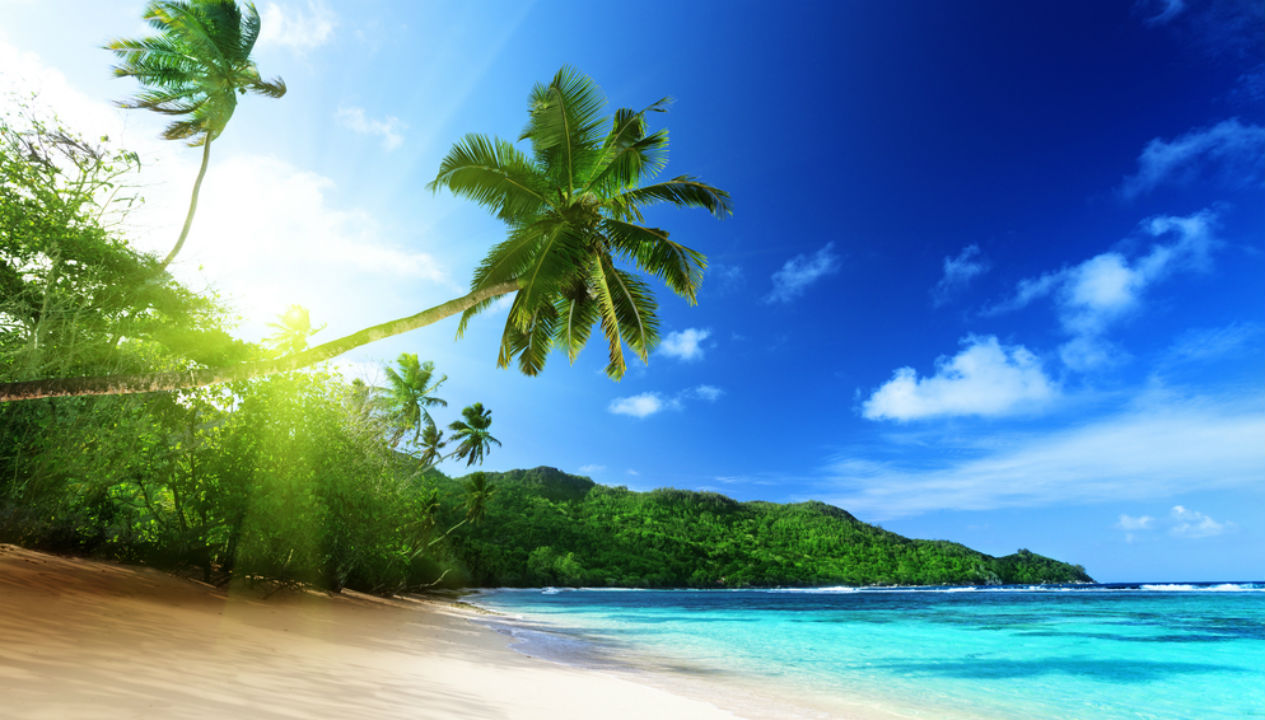 beach, vacation, tropical, palm trees, getaway, trip, travel