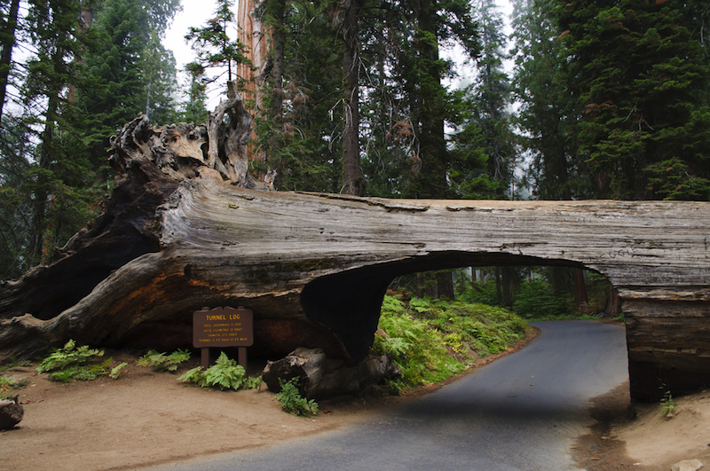 Tunnel Log in the Sequoia and Kings Canyon National Park
