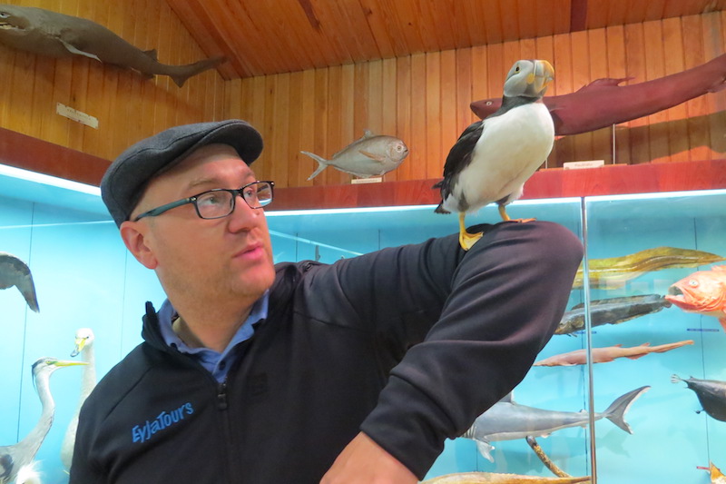 Puffins at Saeheimar Aquarium 