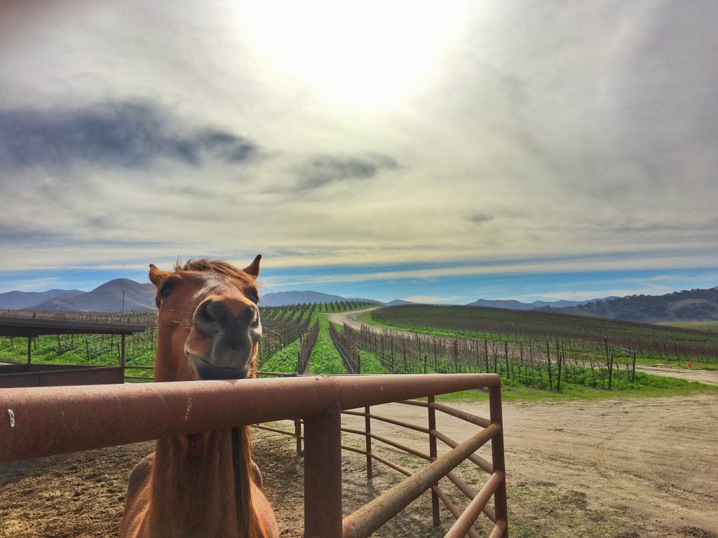 Photo by Compass + Twine 