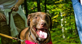 Dog Friendly Hikes - Flickr-2