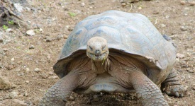 Galapagos-GettingStamped