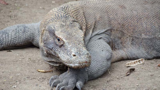 Komodo Dragons - GettingStamped
