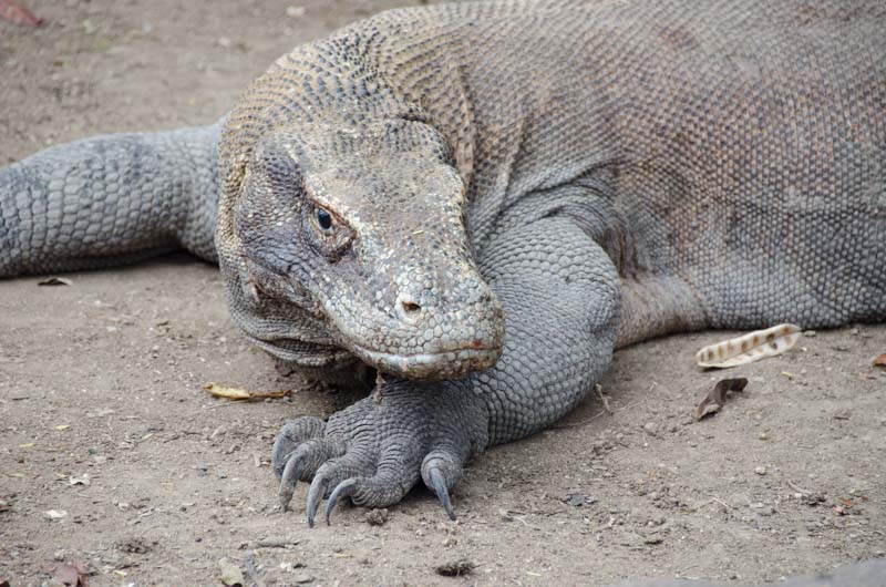 Komodo Dragons - GettingStamped