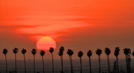 palm trees, california, san bernardino