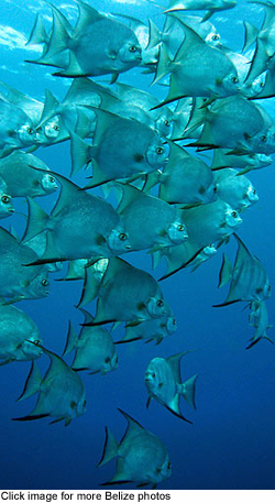 Belizefish1