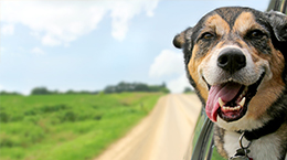 Data from Orbitz, Rover Show Demand for Pet-Friendly Travel is on the Rise this Summer